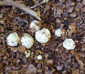 Stinkhorn Eggs 27th April 2020