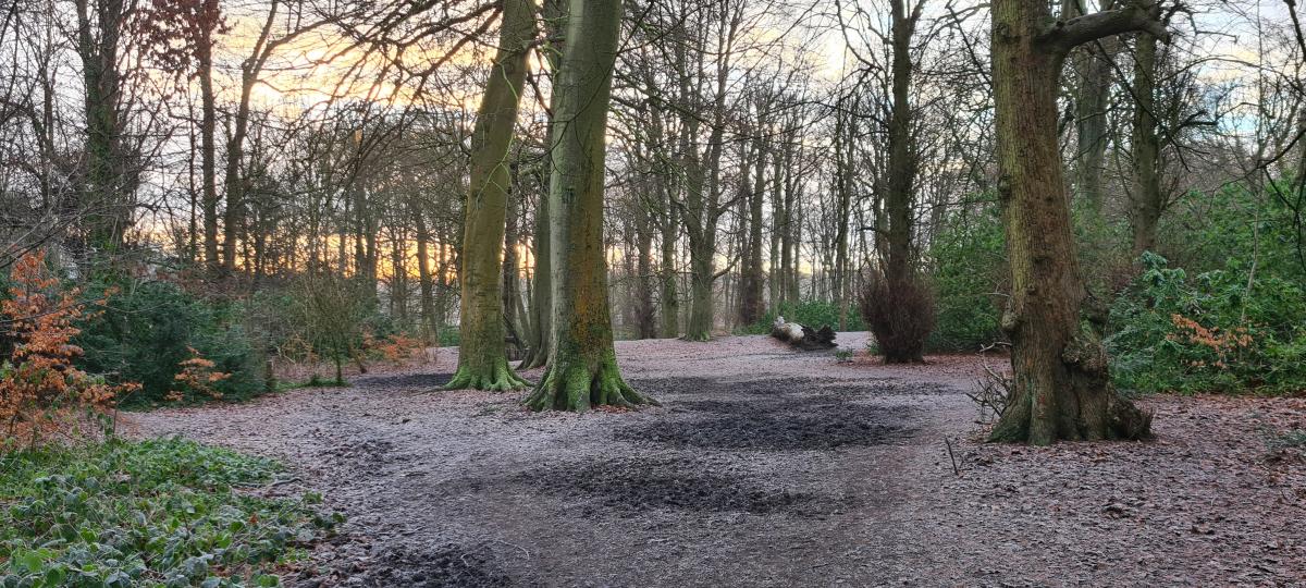 forgotten fields path behind tree