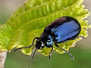 All About Ladybug – The Gorgeous, Shiny Invertebrate Species