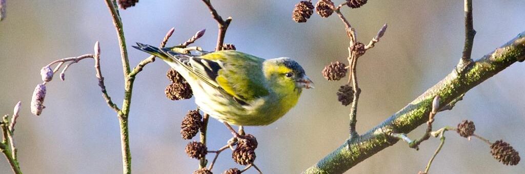 Friends of Childwall Woods and Fields