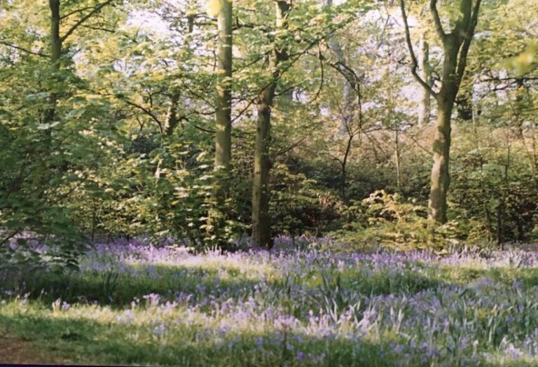 The Habitats at Childwall Woods and Fields | Friends of Childwall Woods ...