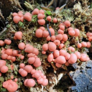 Lycogala epidendrum. In its reproduction stage on 2nd May 23
